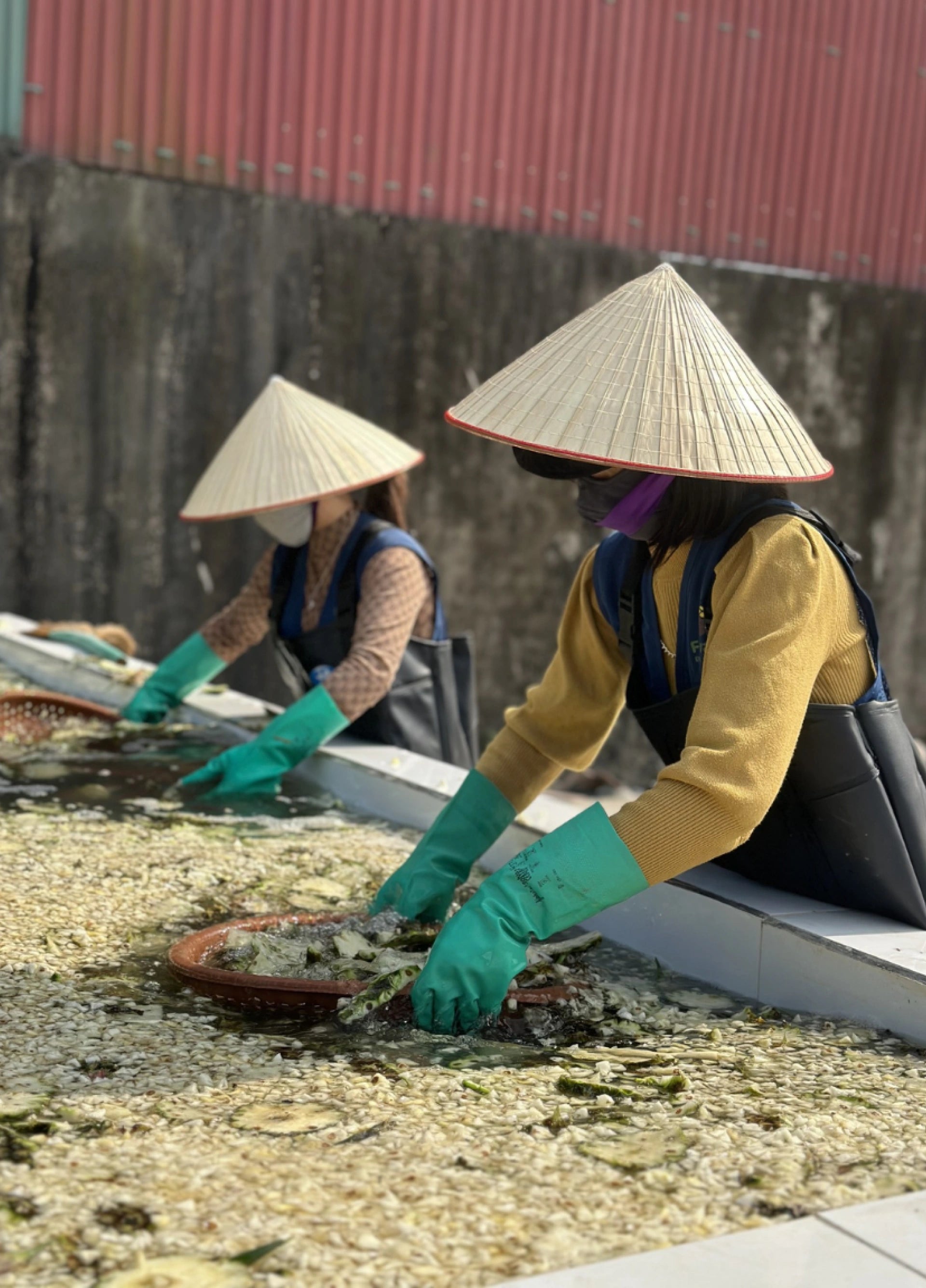 Behind the scenes of making non-toxic plant-based cleaners from fruit waste by Clean Earth