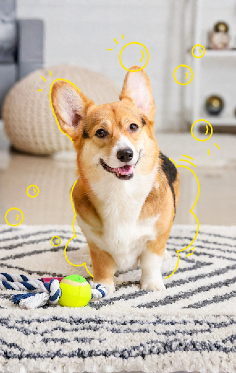 Happy dog playing with toys cleaned with Clean Earth pet-safe non-toxic natural cleaning products